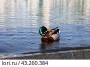 Утка на воде (2024 год). Редакционное фото, фотограф Вероника Павлова / Фотобанк Лори