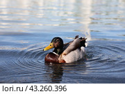 Утка на воде. Стоковое фото, фотограф Вероника Павлова / Фотобанк Лори