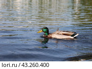 Утка на воде. Стоковое фото, фотограф Вероника Павлова / Фотобанк Лори