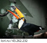 Большой тукан (лат. Ramphastos toco) ловит клювом зернышко. Московской зоопарк (2021 год). Редакционное фото, фотограф Наталья Николаева / Фотобанк Лори
