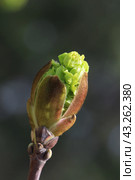 Spring. Melting maple bud. Стоковое фото, фотограф Светлана Ильева (Иванова) / Фотобанк Лори