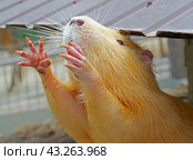 Речная крыса или нутрия в зоопарке. Coypu (Myocastor coypus), also known as river rat or nutria. Стоковое фото, фотограф Татьяна Д / Фотобанк Лори