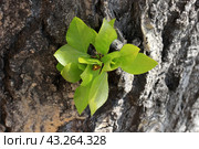 Young budding poplar leaves on a large old trunk in the spring. Стоковое фото, фотограф Светлана Ильева (Иванова) / Фотобанк Лори