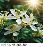 Honeysuckle blooms in the garden. White and yellow flowers of Lonicera Caprifolium against of green leaves. Floriculture and horticulture. Arching shrubs or twining vines in the family Caprifoliaceae. Стоковое AI-изображение, AI-художник Юлия Петровская / Фотобанк Лори