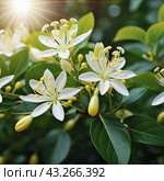 Honeysuckle blooms in the garden. White and yellow flowers of Lonicera Caprifolium against of green leaves. Floriculture and horticulture. Arching shrubs or twining vines in the family Caprifoliaceae. Стоковое AI-изображение, AI-художник Юлия Петровская / Фотобанк Лори