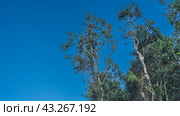 There are many long-nosed proboscis monkeys on the treetops. Animals - endemic species - sit on branches among the foliage. Clear blue sky. A place to copy. Malaysia. Borneo Rainforests (2023 год). Стоковое фото, фотограф Вера Ивановна Кубарева / Фотобанк Лори