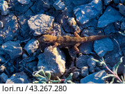 Североазиатский пискливый геккончик. Стоковое фото, фотограф Виктор Славгородский / Фотобанк Лори
