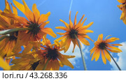 Blooming rudbeckia flowers in the garden against a blue sky. Bright yellow flower with large petals in the sun. A plant of the Compositae family. Bottom view. Стоковое видео, видеограф Дмитрий Кобзев / Фотобанк Лори
