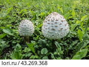 Пара молодых грибов-зонтиков пестрых Macrolepiota procera на лугу в зеленой траве./ A young parasol mushrooms. Стоковое фото, фотограф Iva Noel / Фотобанк Лори