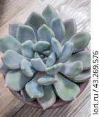 Эхеверия Апус (от лат. Echeveria Apus) -  суккулентное растение, которое очень популярно в цветоводстве/   Blue Teal Green Succulent Echeveria Apus Close-up. Стоковое фото, фотограф Iva Noel / Фотобанк Лори