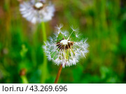 Вызревший одуванчик. Стоковое фото, фотограф Роман Лукьянов / Фотобанк Лори
