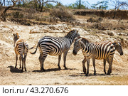 Plains zebras. Стоковое фото, фотограф Art Konovalov / Фотобанк Лори