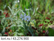 Claytonia small white flowers in a flower bed. Стоковое фото, фотограф Andrew_Swarga / Фотобанк Лори