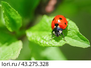 Ladybug (Coccinellidae) on parsley stem and green background. Стоковое фото, фотограф Корнеев Вячеслав / Фотобанк Лори