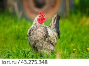 Cute rooster crowing on the farm.. Стоковое фото, фотограф Корнеев Вячеслав / Фотобанк Лори