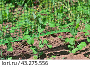 Горох посевной (Pisum sativum). Всходы цепляются усиками за опорную пластиковую сеть (решетку). Стоковое фото, фотограф Владимир Литвинов / Фотобанк Лори