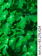 Beautiful green background of catchment leaves, aquilegia for the full frame, macro. Стоковое фото, фотограф Неведицына Елена / Фотобанк Лори