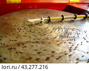 Механизм музыкальной шкатулки начала 20 века. Стоковое фото, фотограф Вячеслав Палес / Фотобанк Лори