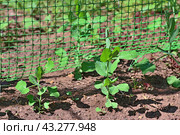 Горох посевной (Pisum sativum) на грядке. Всходы цепляются усиками за опорную пластиковую решетку (сетку). Стоковое фото, фотограф Владимир Литвинов / Фотобанк Лори