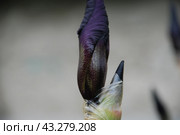 Large purple iris. Стоковое фото, фотограф Andrew_Swarga / Фотобанк Лори