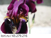 Large purple iris. Стоковое фото, фотограф Andrew_Swarga / Фотобанк Лори