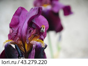 Large purple iris. Стоковое фото, фотограф Andrew_Swarga / Фотобанк Лори