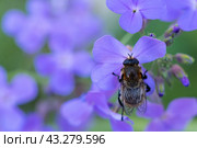 Жужелица шмеле видная на ночной фиалке. Стоковое фото, фотограф MК / Фотобанк Лори