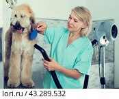 Hairdresser professional dries hair by fen dog fur Afghan hound dog in hairdresser for animal. Стоковое фото, фотограф Татьяна Яцевич / Фотобанк Лори