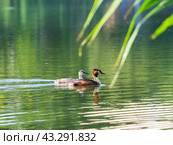 Поганка большая. Great Crested Grebe (Podiceps cristatus). Стоковое фото, фотограф Алексей Букреев / Фотобанк Лори
