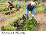 Aged man hoeing between vegetable seedlings. Стоковое фото, фотограф Яков Филимонов / Фотобанк Лори
