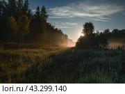 Туман в поле. Стоковое фото, фотограф Svetlana V. Pronina / Фотобанк Лори