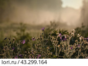 Дикая герань в поле ранним июньским утром. Стоковое фото, фотограф Svetlana V. Pronina / Фотобанк Лори
