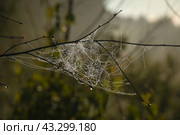 Работа паука. Стоковое фото, фотограф Svetlana V. Pronina / Фотобанк Лори