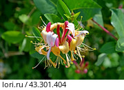 Цветок жимолости каприфоль (Lonicera caprifolium L.). Крупный план. Стоковое фото, фотограф Ирина Борсученко / Фотобанк Лори