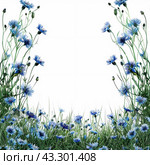 Wildflowers, meadow flowers and grass are painted in watercolor, cornflowers knapweed bluet, in white background. Стоковое AI-изображение, AI-художник Ольга Пилипчик / Фотобанк Лори