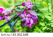 Apple tree in bloom. Malus hupehensismalus branches with bright pink flowers. Стоковое фото, фотограф EugeneSergeev / Фотобанк Лори