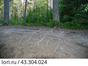 Pine roots on a forest road. Стоковое фото, фотограф Andrew_Swarga / Фотобанк Лори