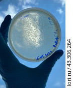 Выращивание и тестирование колоний генномодифицированных бактерий Escherichia coli (кишечная палочка) на питательной среде на чашках Петри. Стоковое фото, фотограф Alex / Фотобанк Лори