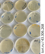 Выращивание и тестирование колоний генномодифицированных бактерий Escherichia coli (кишечная палочка) на питательной среде на чашках Петри. Стоковое фото, фотограф Alex / Фотобанк Лори