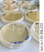 Выращивание и тестирование колоний генномодифицированных бактерий Escherichia coli (кишечная палочка) на питательной среде на чашках Петри. Стоковое фото, фотограф Alex / Фотобанк Лори
