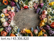 Beautiful floral background. A frame of spring flowers with tulips, daffodils, crocuses, hyacinths. View from above. Space for text. Стоковое AI-изображение, AI-художник Photojuli / Фотобанк Лори