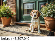Animal care. The puppy sits patiently at the front door, looking forward to his master and walking with him. Стоковое AI-изображение, AI-художник Photojuli / Фотобанк Лори