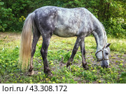 Серый в яблоках жеребец пасется на лугу среди цветов и трав/ Dapple gray stallion grazing in a meadow. Стоковое фото, фотограф Iva Noel / Фотобанк Лори
