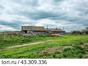 Село Суенга. Новосибирская область, Маслянинский район, Западная Сибирь России. (2024 год). Стоковое фото, фотограф Евгений Мухортов / Фотобанк Лори
