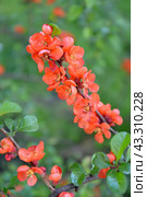 Ветка с цветами айвы японской (Chaenomeles japonica (Thunb.) Lindl. ex Spach) Стоковое фото, фотограф Ирина Борсученко / Фотобанк Лори