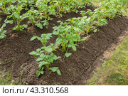 Аккуратно окученные рядки картофеля. Стоковое фото, фотограф Александр Романов / Фотобанк Лори