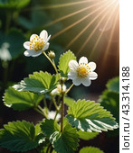 Fragaria is genus of flowering plants in rose family, Rosaceae, commonly known as strawberries for edible fruits. Hybrids and cultivars. Garden strawberry, hybrid Fragaria ananassa. Generated AI. Стоковое AI-изображение, AI-художник Юлия Петровская / Фотобанк Лори