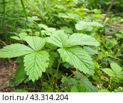 Fragaria is genus of flowering plants in rose family, Rosaceae, commonly known as strawberries for edible fruits. Hybrids and cultivars. Garden strawberry, hybrid Fragaria ananassa. Fruska Gora. Стоковое фото, фотограф Юлия Петровская / Фотобанк Лори