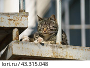 Lazy dreamming striped grey cat on the staircase step on the city street at summer time. Animals theme. Close up image. Front view. Стоковое фото, фотограф YuryKara / Фотобанк Лори