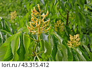 Цвтущий каштан конский жёлтый (Aesculus flava Sol.) Стоковое фото, фотограф Ирина Борсученко / Фотобанк Лори